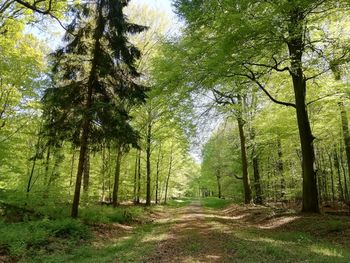 Dirt road amidst trees in forest