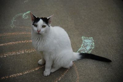 High angle portrait of white cat