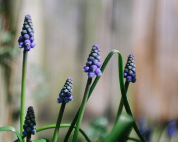 Close-up of purple flowering plant