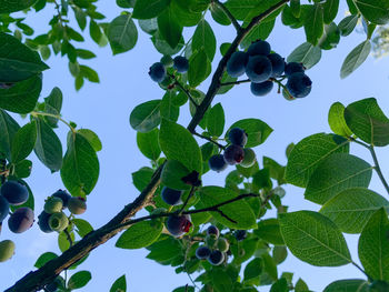 Low angle view of berries growing on tree against sky