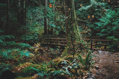 Plants in abandoned forest