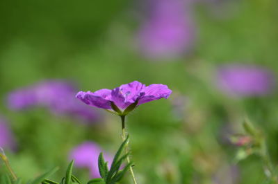 Close-up of pink flowering plant