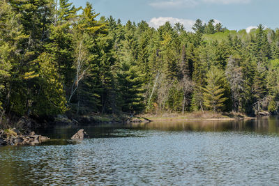 Trees in forest at lakeshore