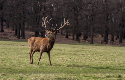 Deer in a forest