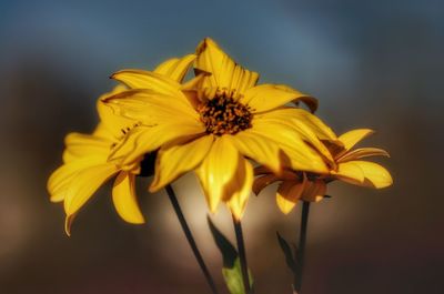 Close-up of yellow flower blooming outdoors