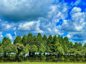 Trees on field against sky