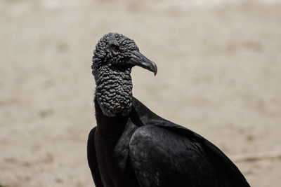 Close-up of bird on field