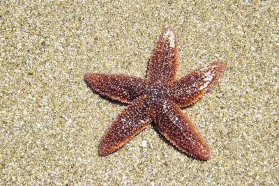 Close-up of starfish on sand