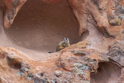 High angle view of squirrel sitting on rock