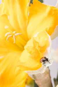 Close-up of insect on yellow flower