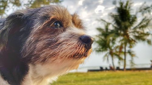 Close-up of dog looking away