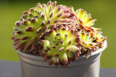 Close-up of succulent plant