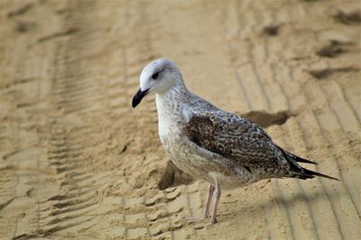 Close-up of bird perching