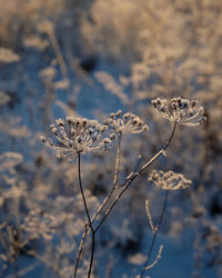 Close-up of wilted plant