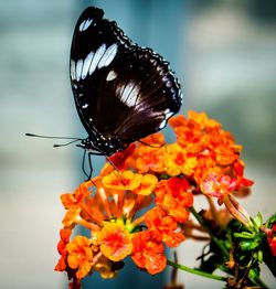 Close-up of butterfly perching on leaf