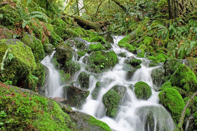 Scenic view of waterfall in forest