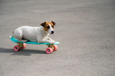 High angle view of puppy with toy