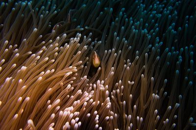 Fish swimming amidst coral in sea