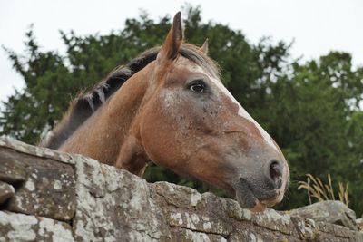 Close-up of a horse against trees