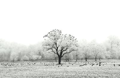 Bare tree on snow field against clear sky