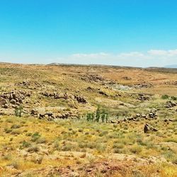 Scenic view of agricultural field against clear sky