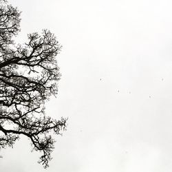 Low angle view of tree against clear sky