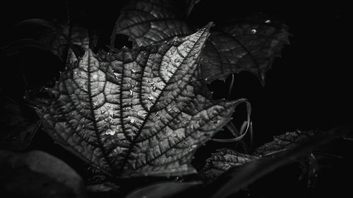 Close-up of leaves