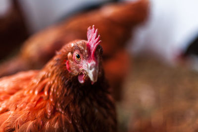 Close-up of rooster