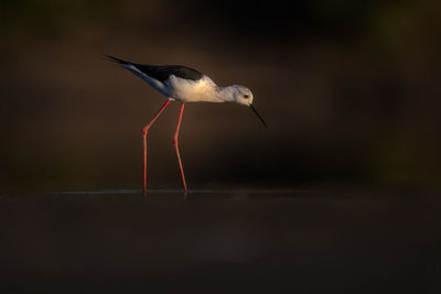 Close-up of bird flying against sky