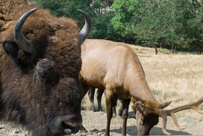 Horse standing outdoors