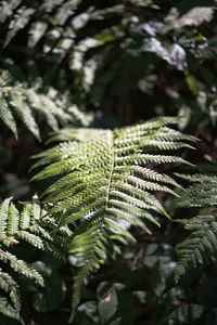 This fern is so calming. it wild and beautifully illuminated from the sun. 