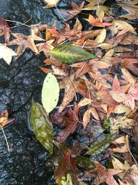 Leaves on ground