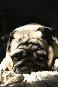 Close-up of a dog sleeping