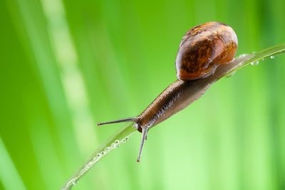 Close-up of snail on leaf