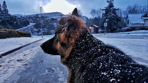 Dog on snow field against sky