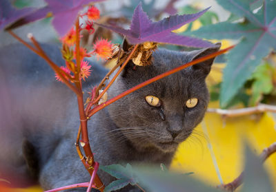 Close-up of cat