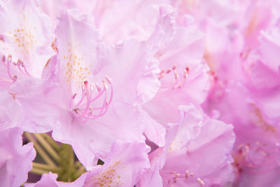 Full frame shot of pink cherry blossom