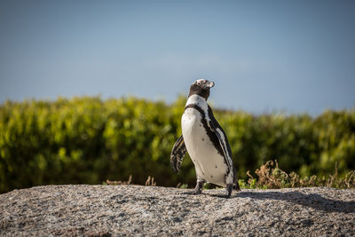 Close-up of bird perching on field against sky