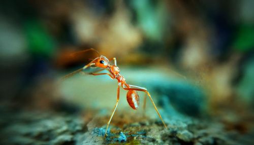 Close-up of insect on sea