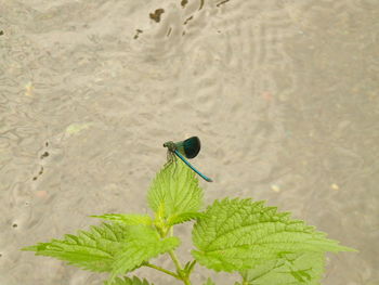 Insect on leaf