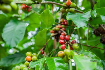 Close-up of grapes growing on tree