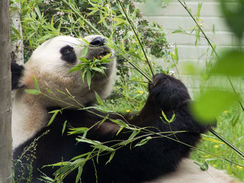 Panda by bamboo
