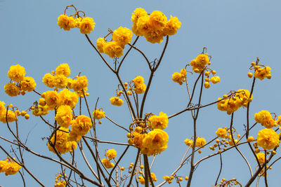 Low angle view of yellow flowering plants against sky