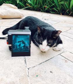 High angle view of a cat lying on footpath