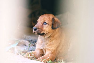 Close-up of a puppy looking away