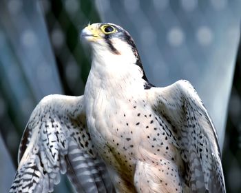 Close-up of a bird