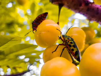 Close-up of insect on yellow flower