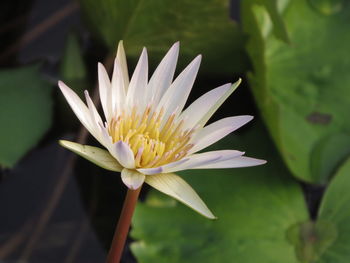 Close-up of water lily in pond