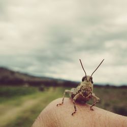 Cropped image of finger holding grasshopper against sky