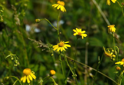 Close-up of yellow flowers blooming outdoors